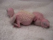 2008 04-13 Jack and B#8E413.webp