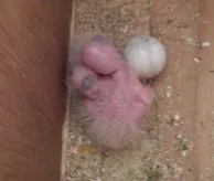 2008 4 4 chick photos 001.webp