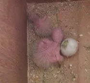 2008 4 4 chick photos 004.webp