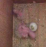 2008 4 4 chick photos 005.webp