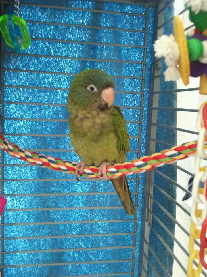 3mo. Old Bc Conure, Romeo