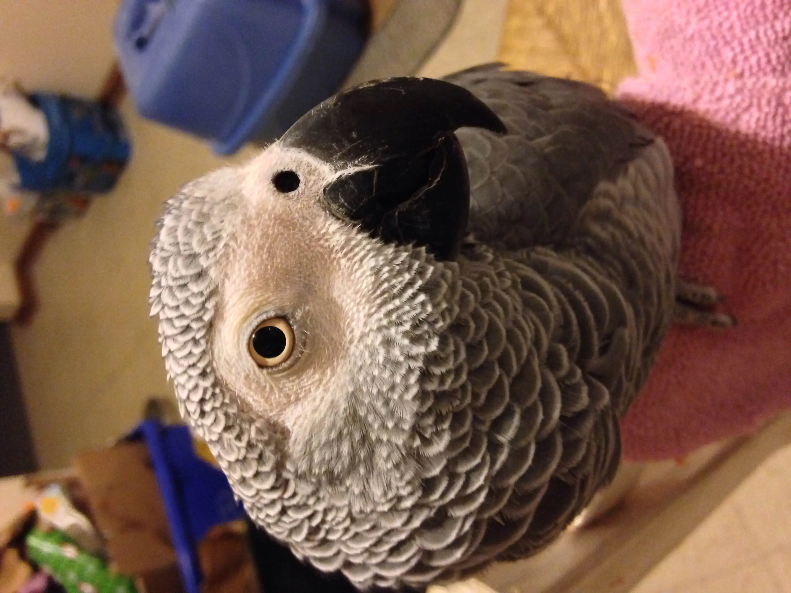 A Cute Shot Of The Adorableness That Is My Shadow