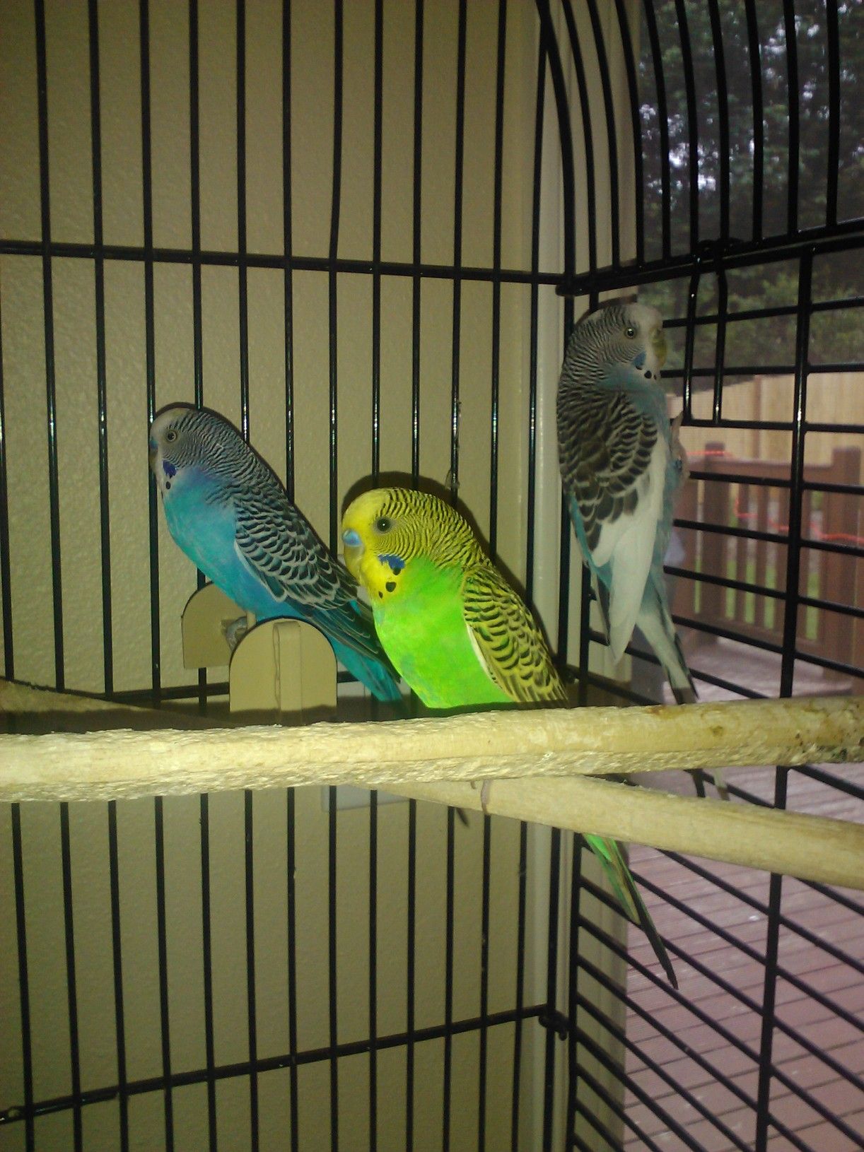 A Few Of My Special Budgies