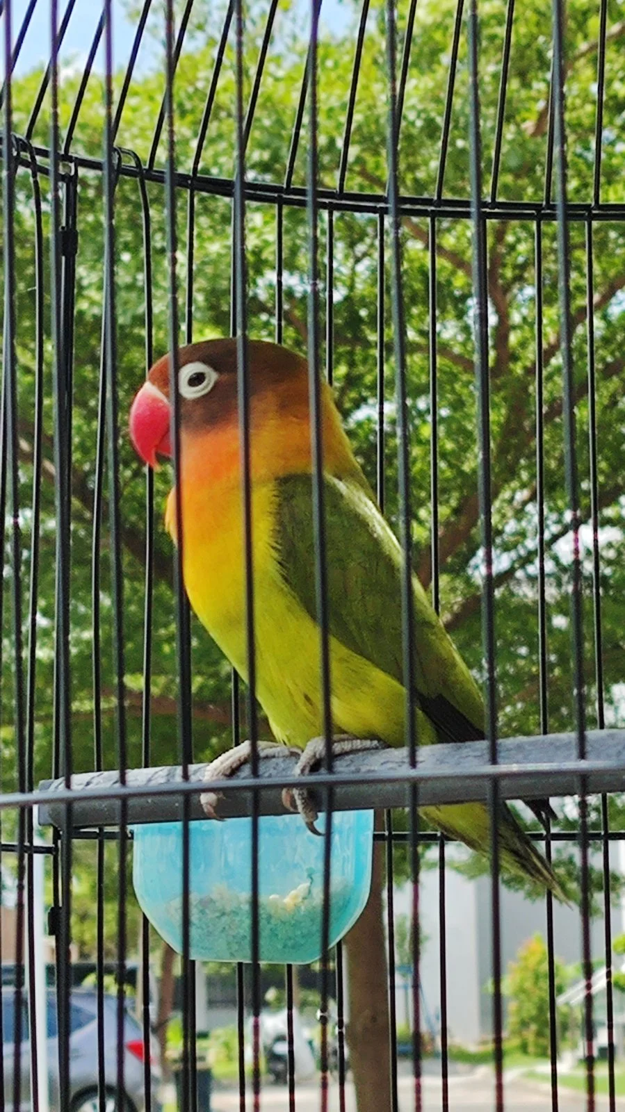 Adorable Lovebird