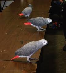 Africa Grey Parrot