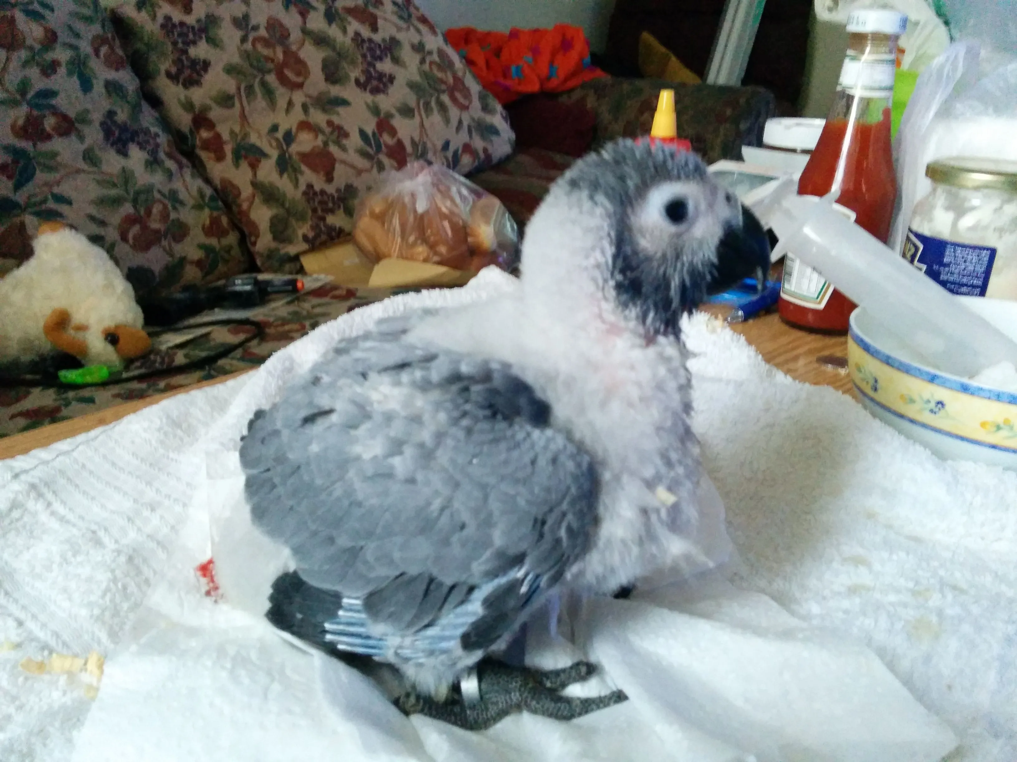 African Grey Baby (6 Weeks)
