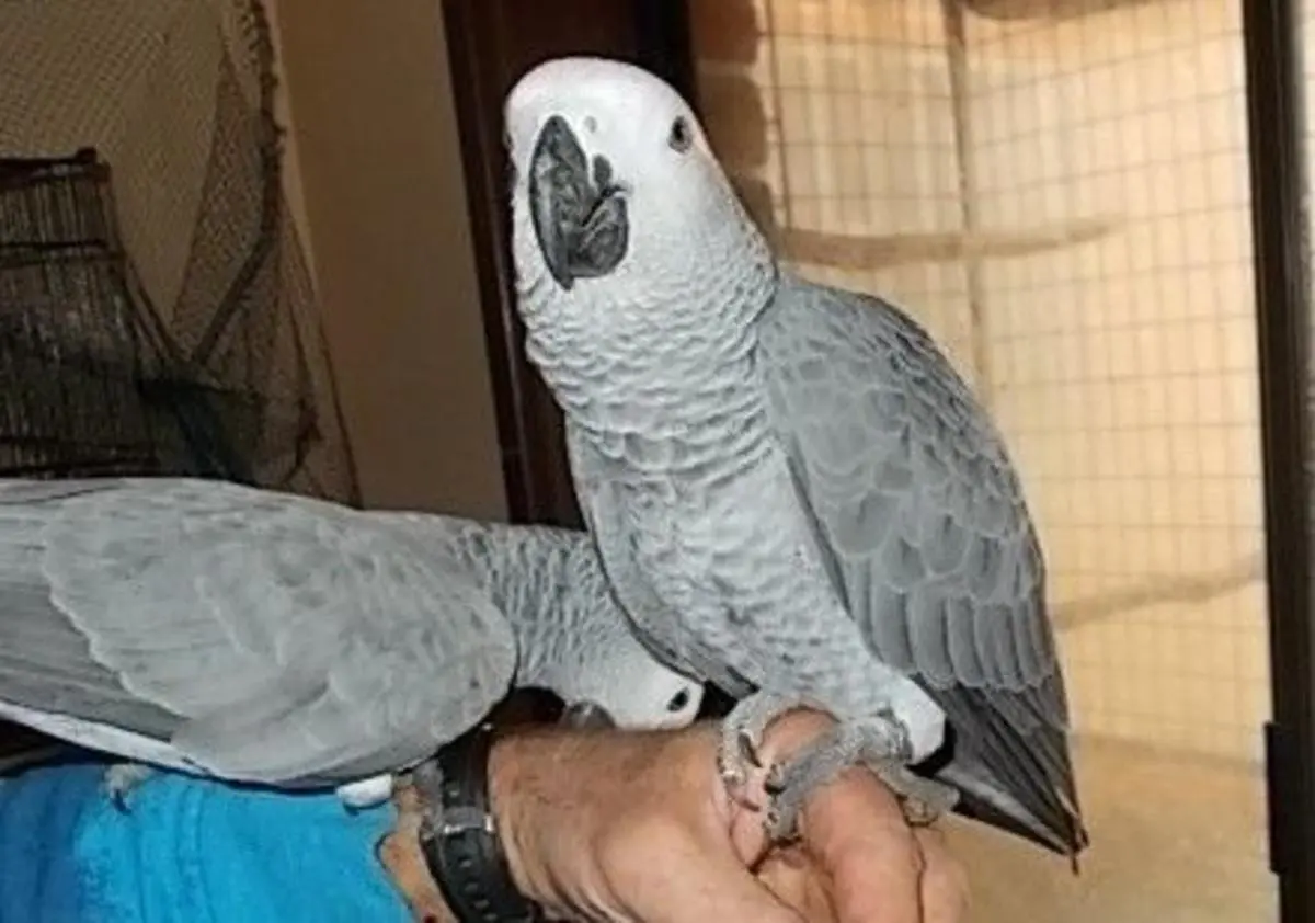 African Grey