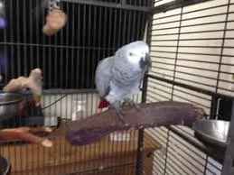 African Grey