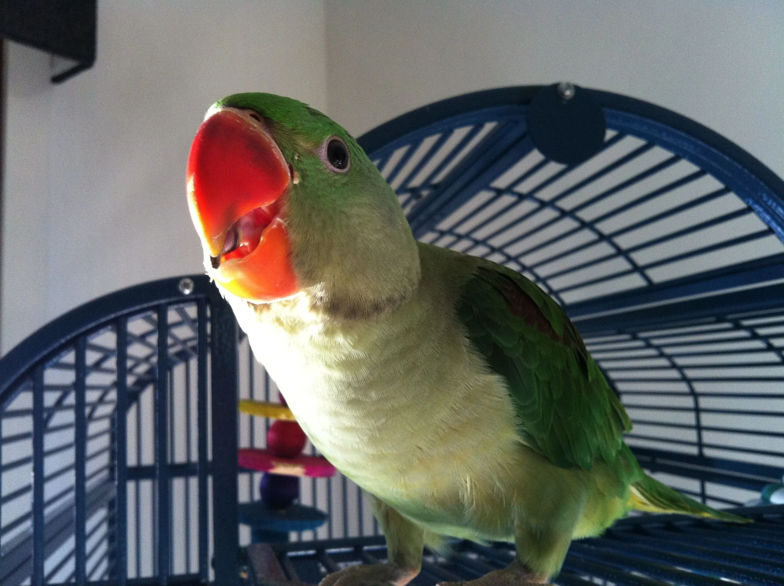 Alexandrine Parakeet