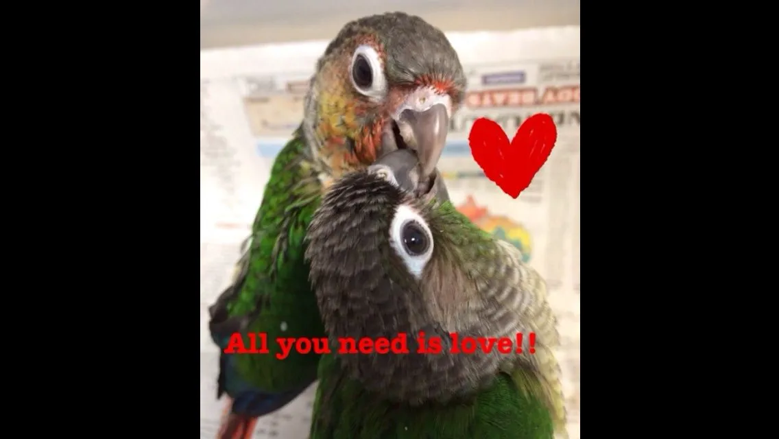 All You Need Is Love!