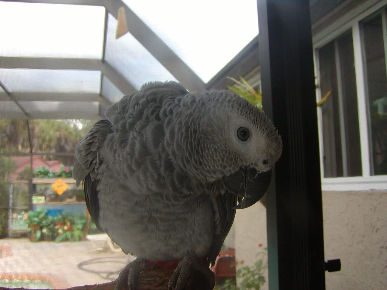 Angel African Grey