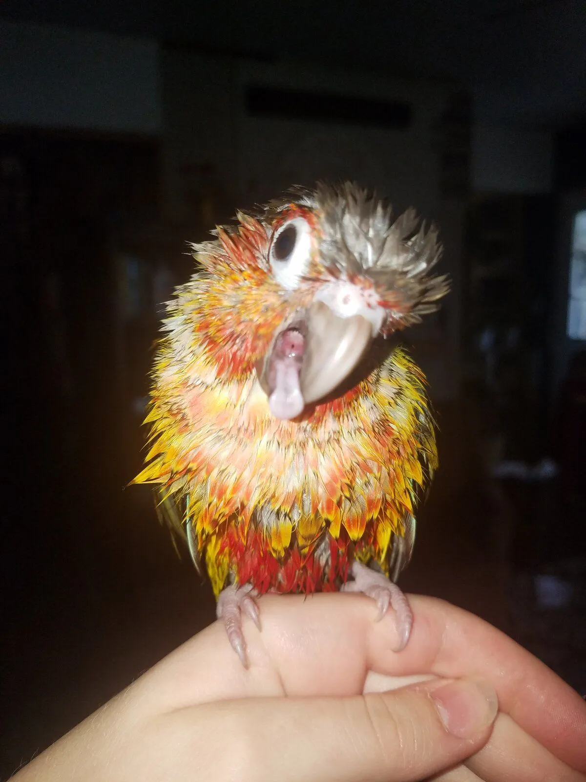 Antics Of A Wet Conure