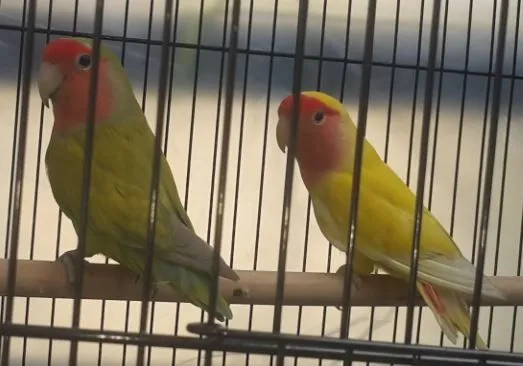 Are They Male And Female