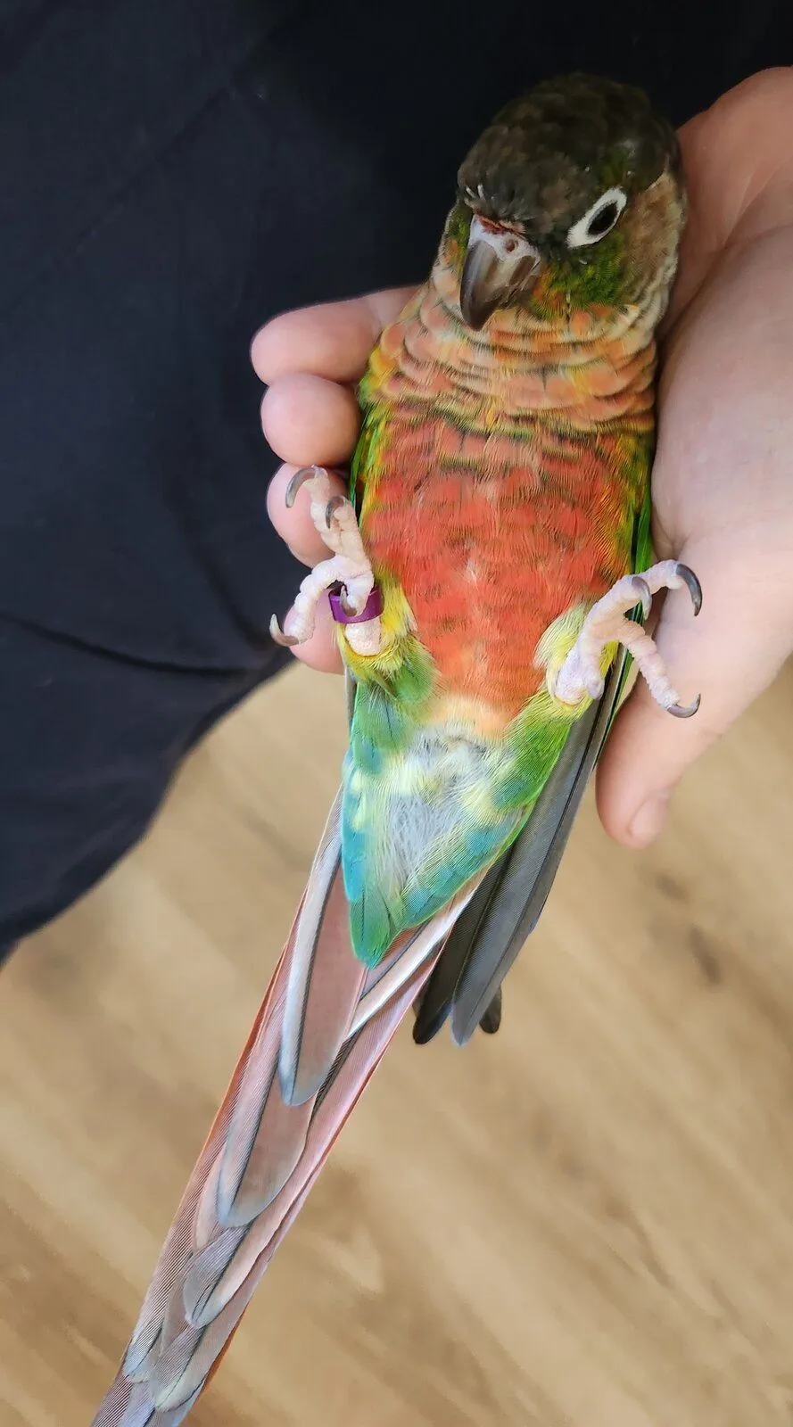 Asa the GCC on her Back