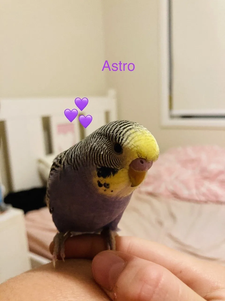 Astro being cute