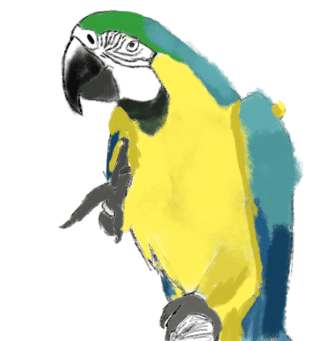 B&G macaw