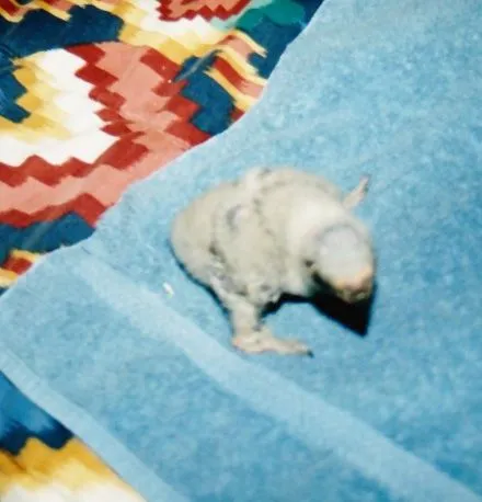 baby 1 1997.webp