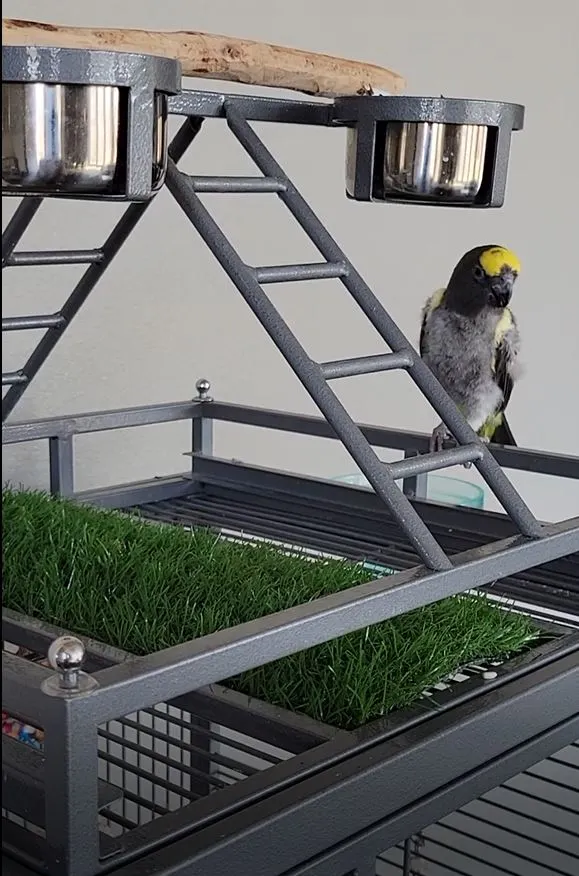 Baby and grass mat forager.webp