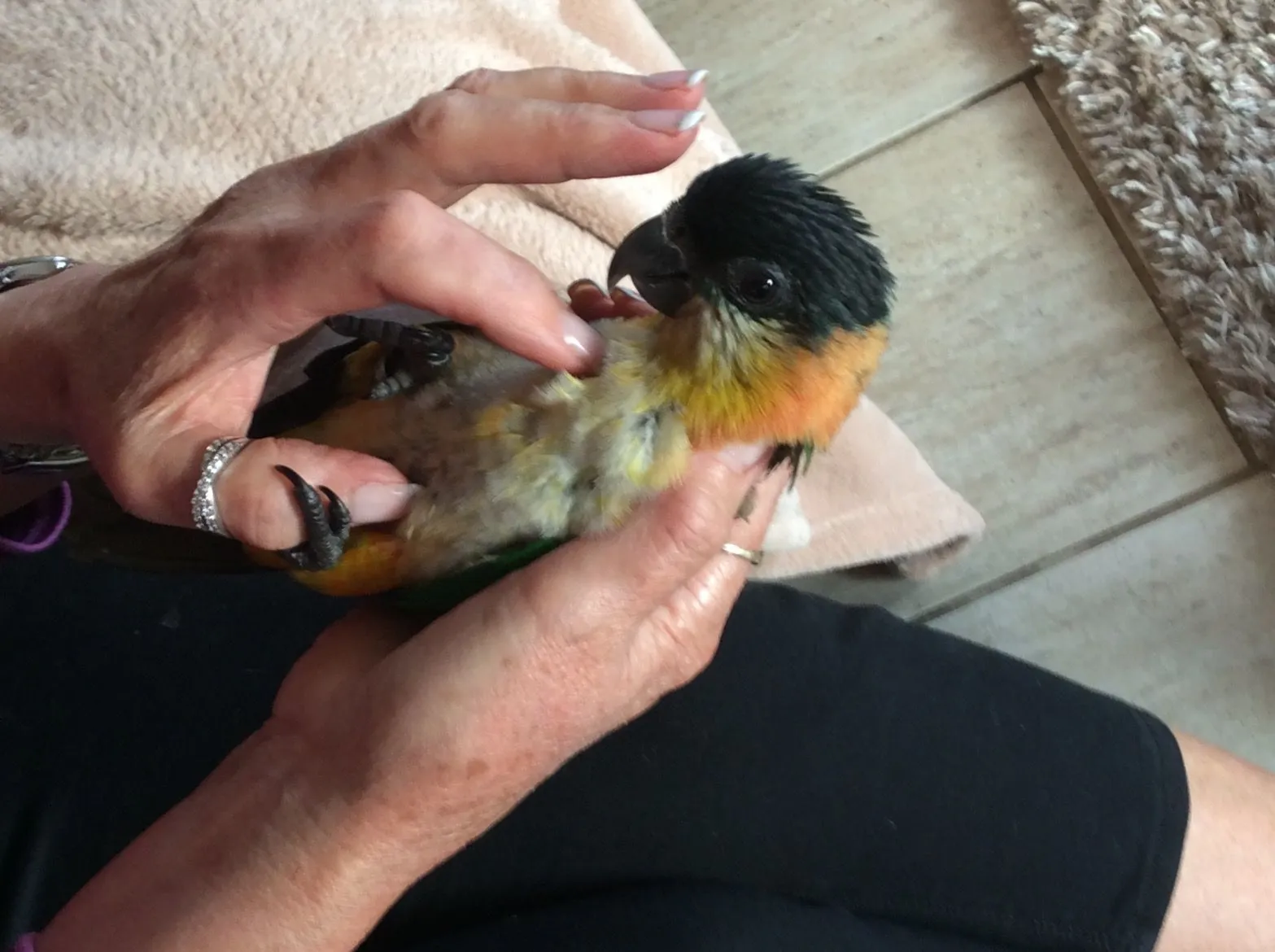 Baby Caique