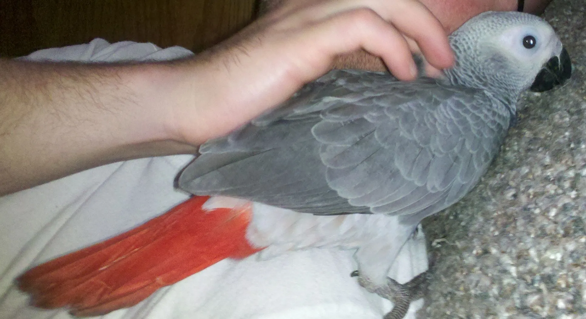 Baby Grey Enjoying Some Tickles