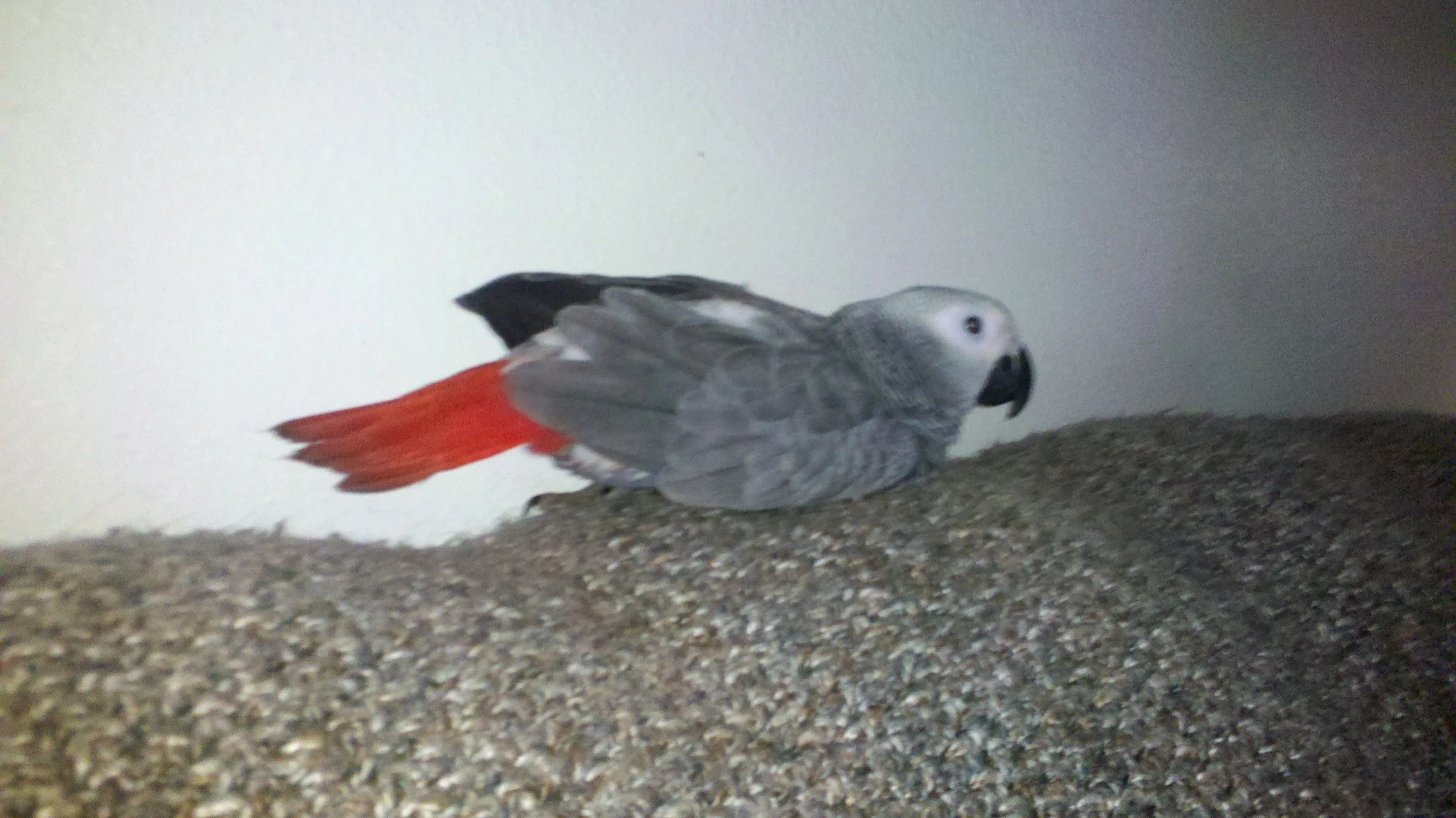 Baby Grey Laying Down This Had Me Worried