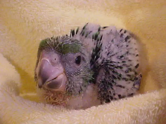 Baby Lesser Jardines