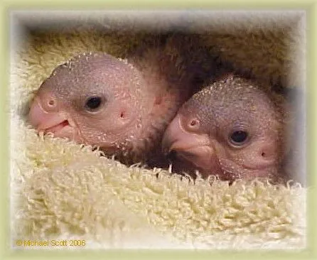 BabySenegalsThreeWeeks