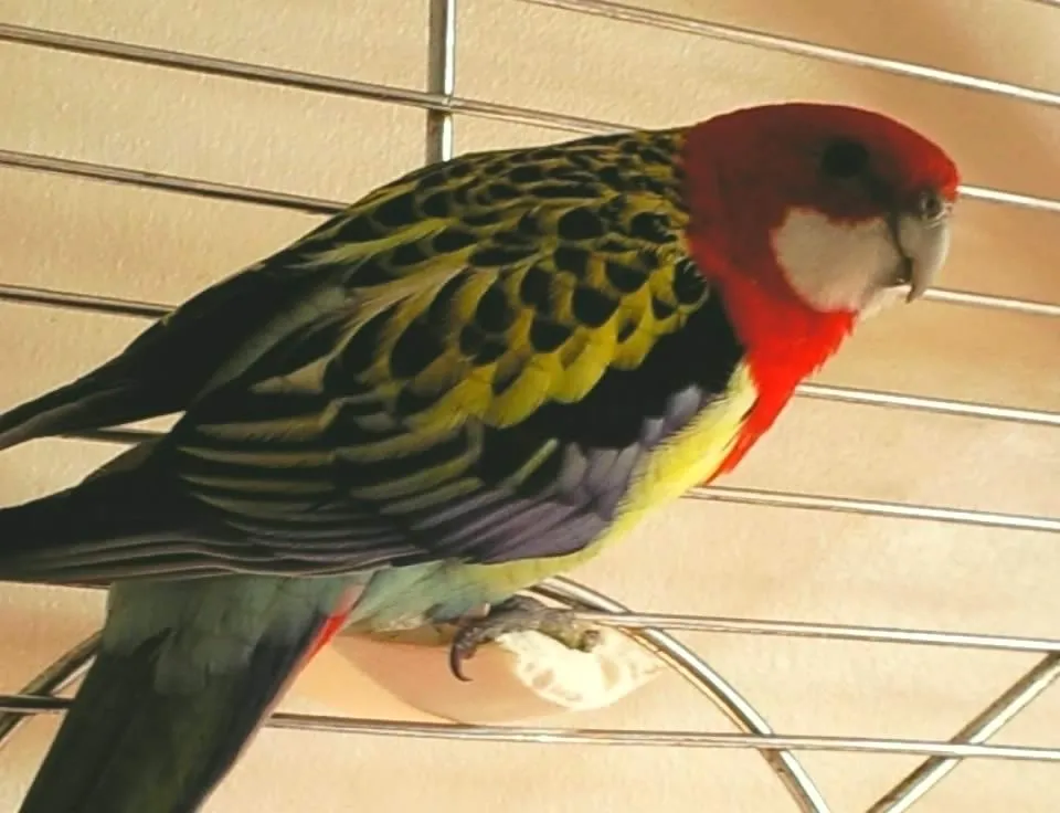 Banjo The Golden-mantled Rosella