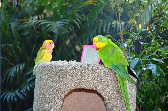 Barraband And Lovebird