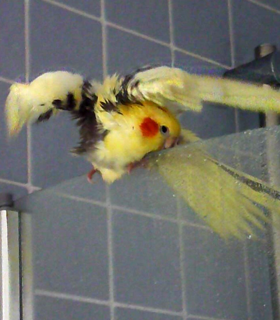 Bath Time Bird