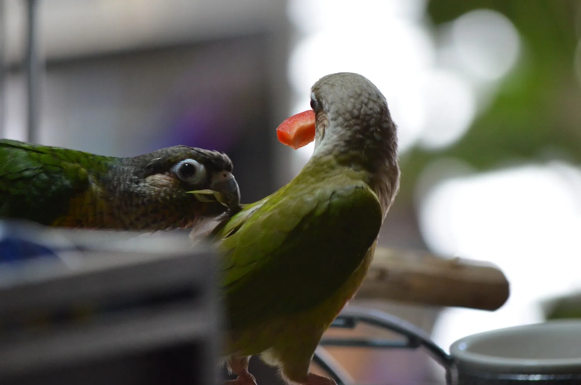 Bathtime For Cinnamon And Cheeky