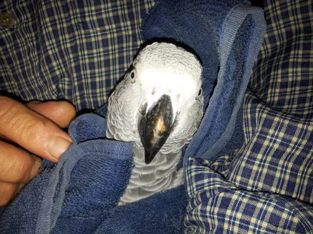 Beak Problem
