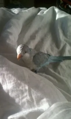 Bean The Blue Quaker
