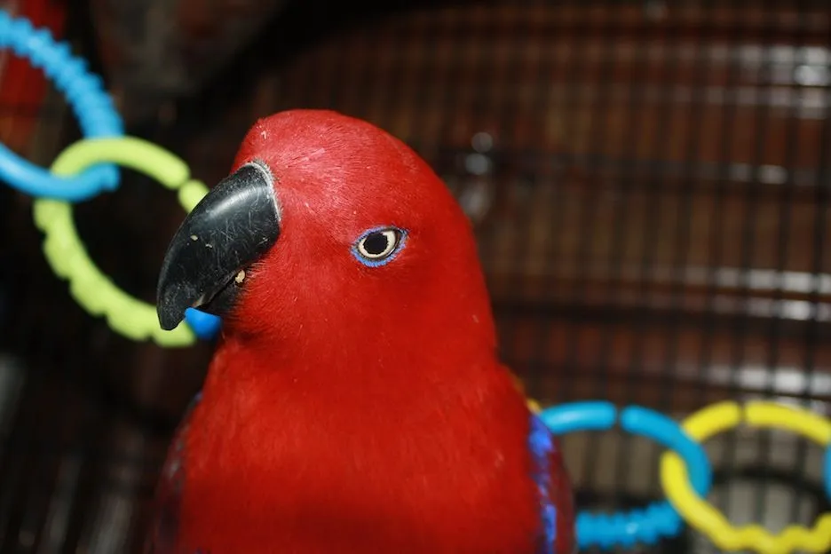 Beautiful Eclectus!