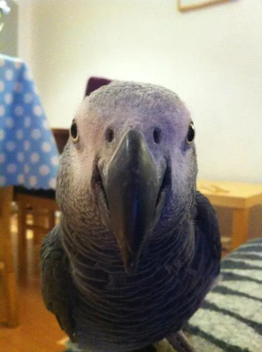 Ben The African Grey
