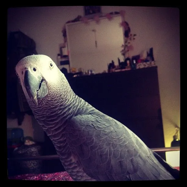 Ben The African Grey