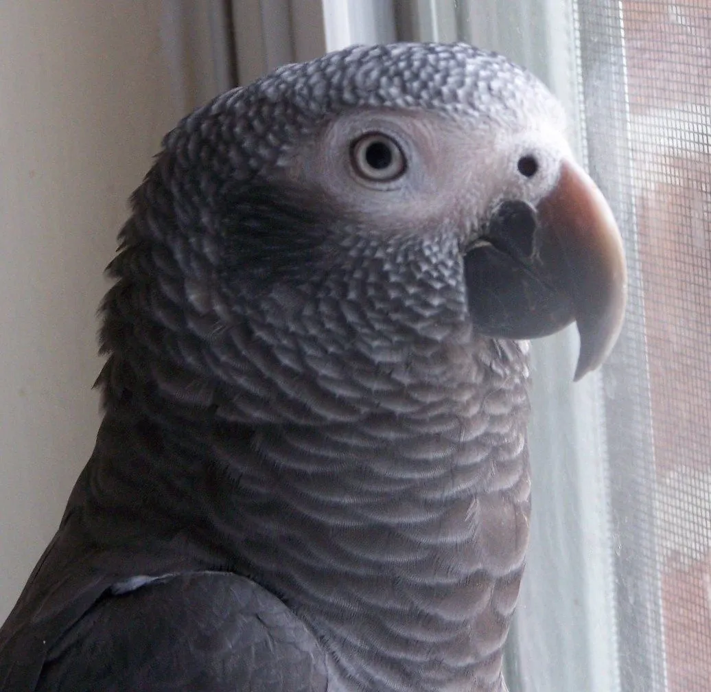 Best Close Up Of Rosie At 19 Months Of Age