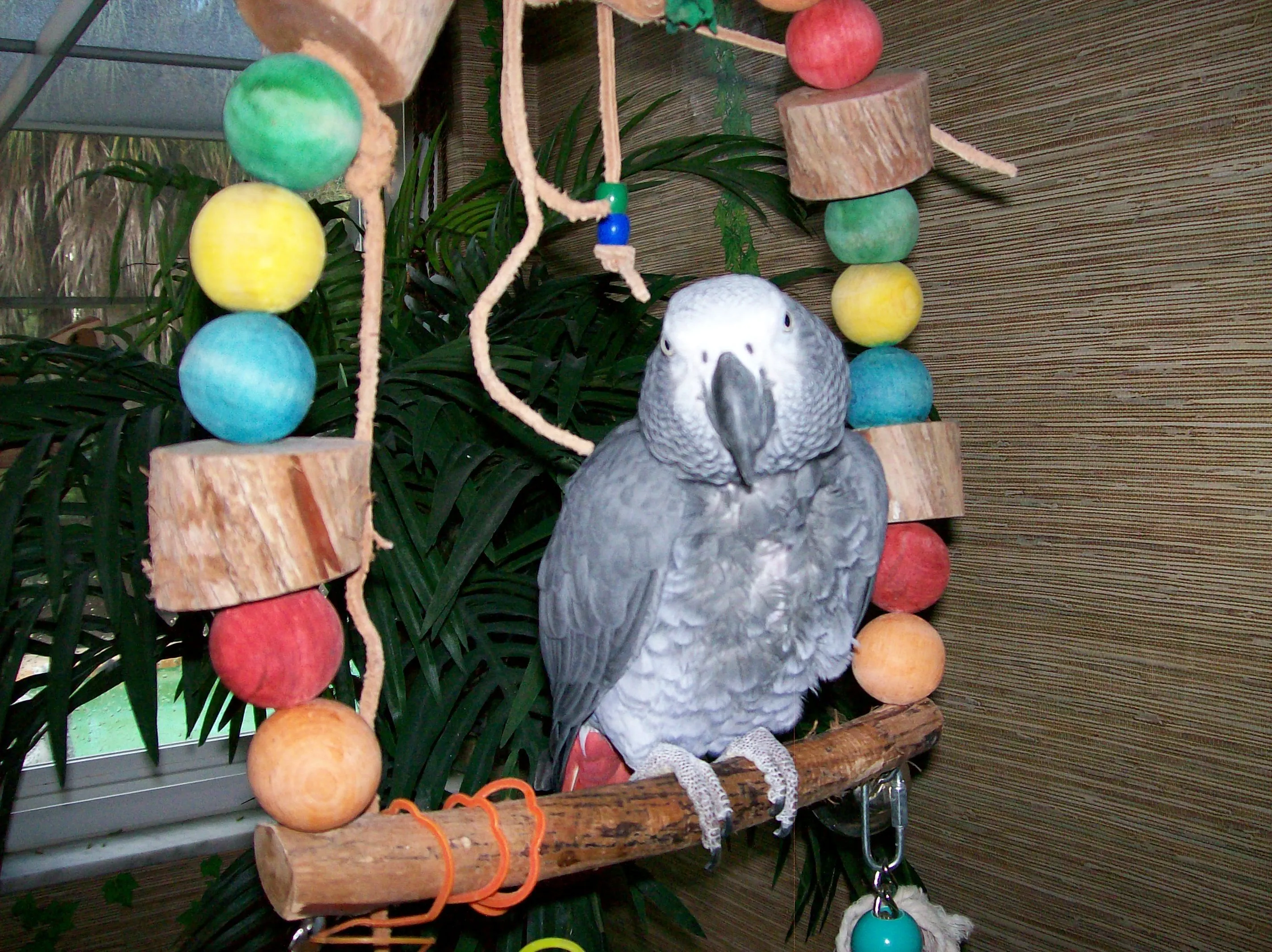 Bingo African Grey