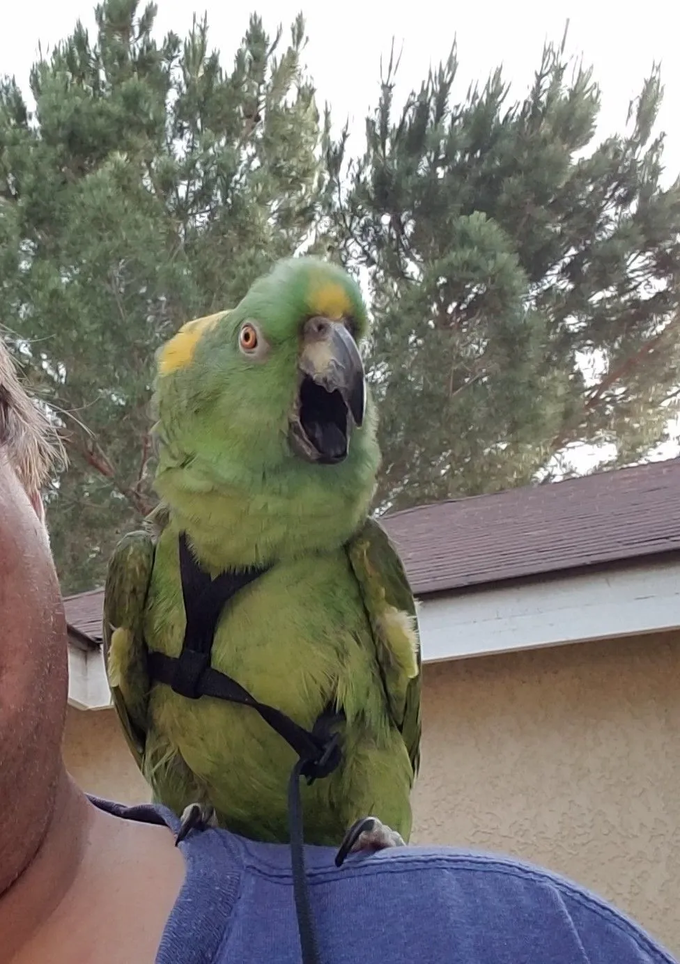 Bingo smile (2).webp