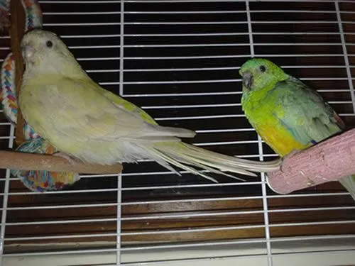 bird.webp