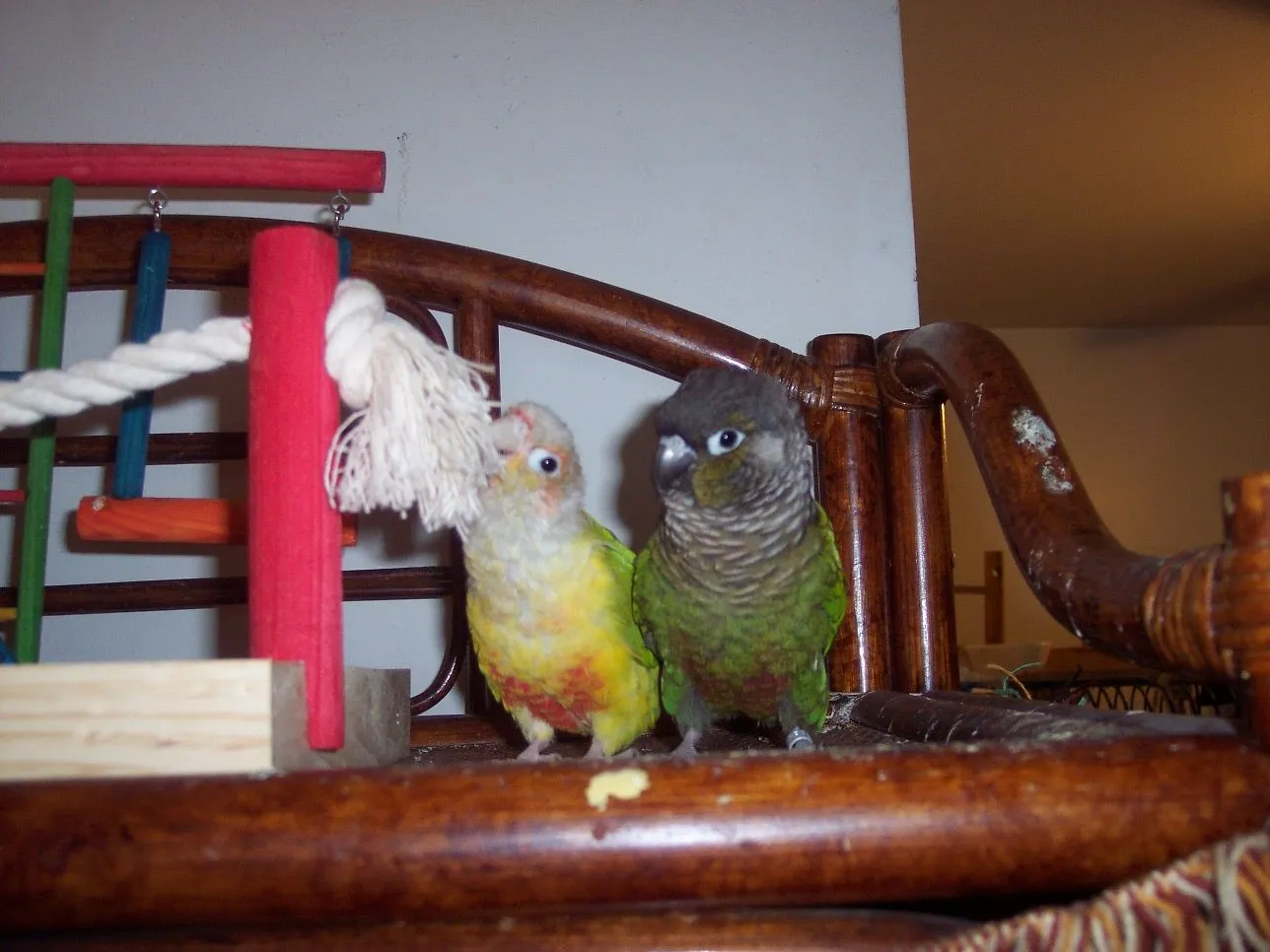 Birds