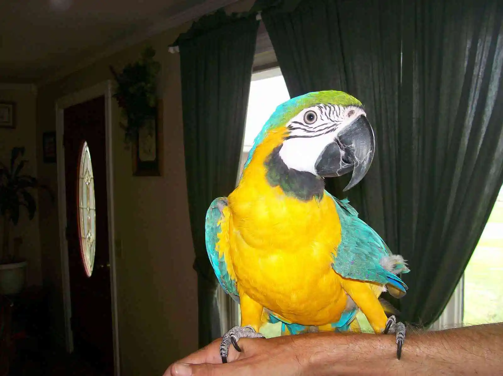 Blue And Gold Macaw