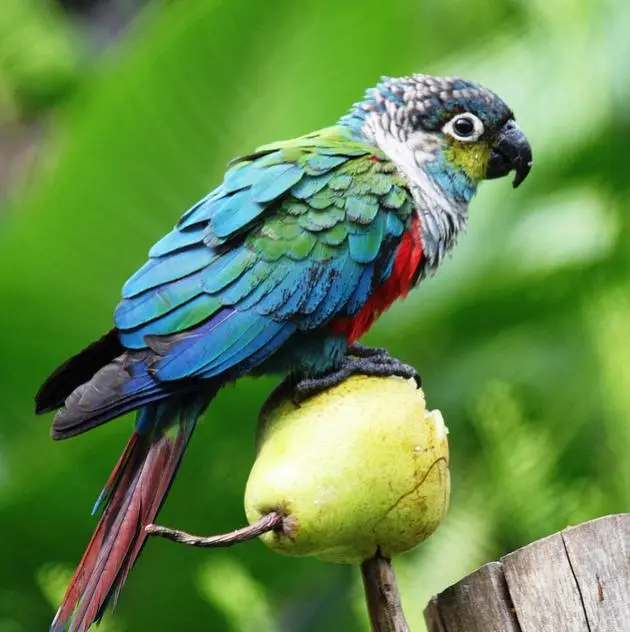blue conure.webp