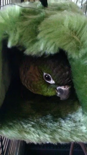 Brilho 3