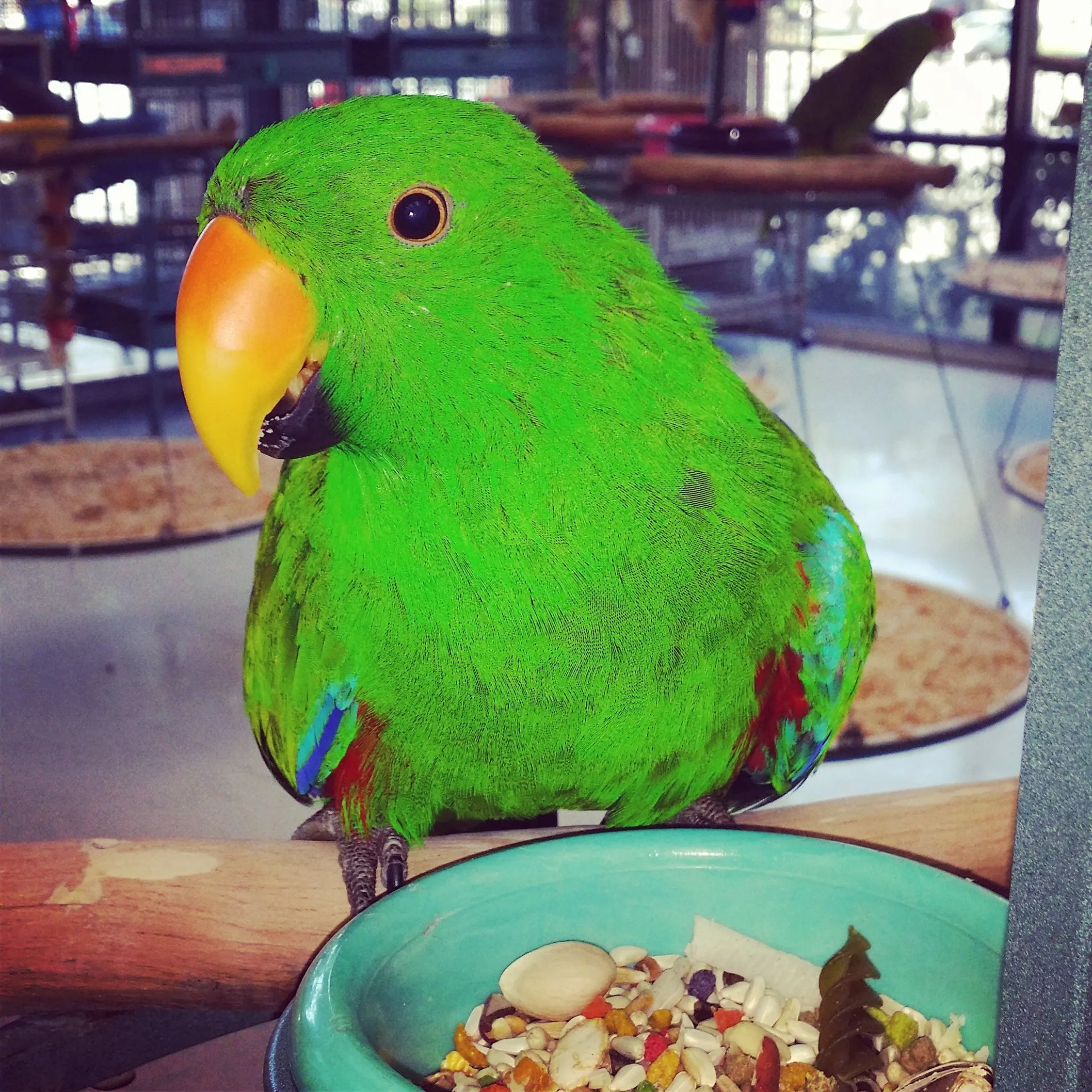 Bud....my Eclectus!!!!