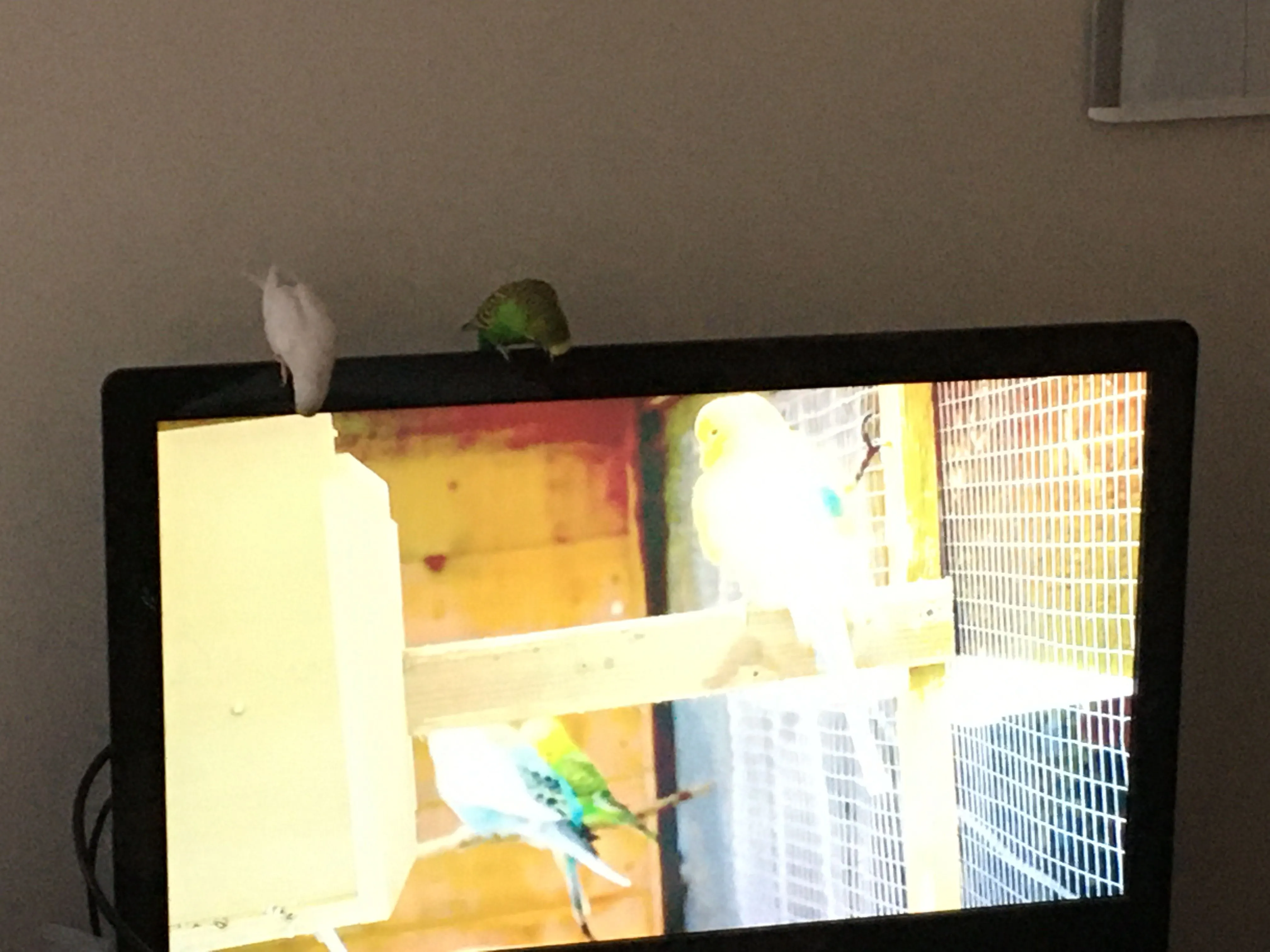 Budgies Watch Tv