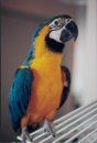Buster ~ Blue &amp; Gold Macaw