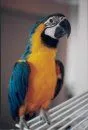 Buster ~ Blue &amp; Gold Macaw