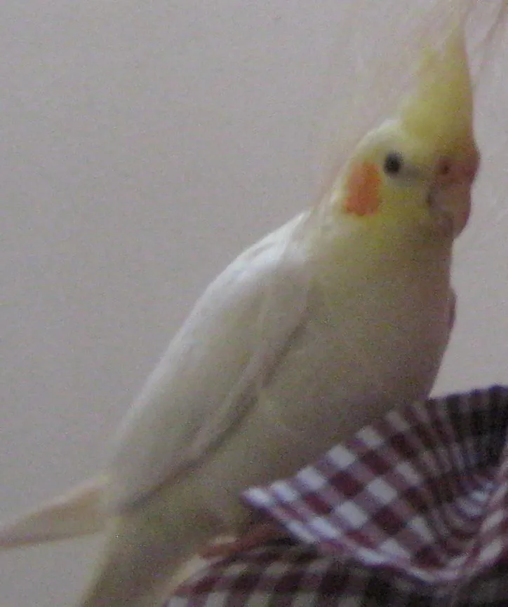 Buzza My Bird
