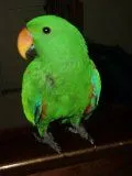 Caesar
